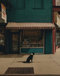NYC Bodega Dog art print