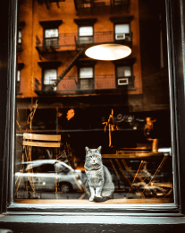 NYC Cafe Cat art print