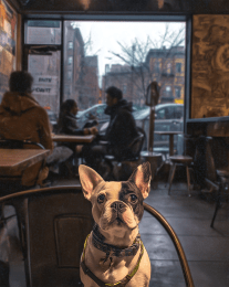 NYC Coffee Shop Dog art print