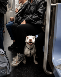 NYC Subway Dog art print