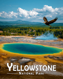 Bald Eagle Over Prismatic Springs