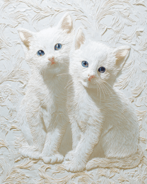 White Kittens