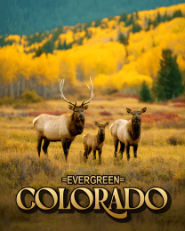 Evergreen Elk Meadow