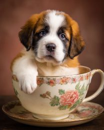Cute St. Bernard