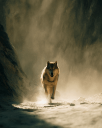 Running Wolf in Canyon