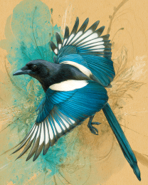 Flying Magpie