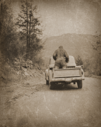 Bigfoot Riding in the Back of a Pickup Truck