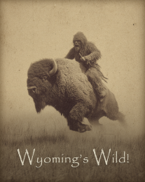 Wyoming's Wild Bigfoot Riding Bison