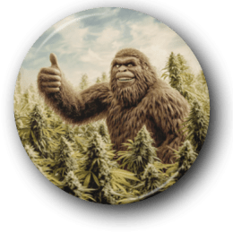 Bigfoot Thumbs Up in a Marijuana Field - One Inch Pinback Button
