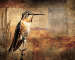 Sitting Hummingbird in Sonoran Desert