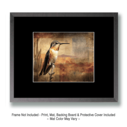 Sitting Hummingbird in Sonoran Desert Art