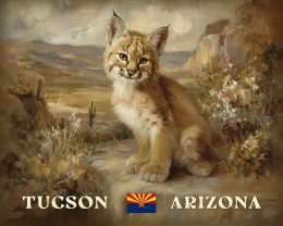 Tucson Desert Bobcat