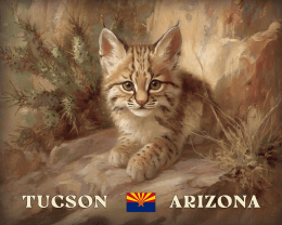 Tucson Desert Bobcat Kitten