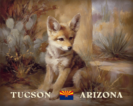 Tucson Desert Coyote Pup