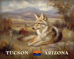 Tucson Desert Wolf