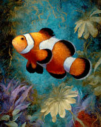 Clown Fish