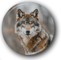 Vintage Wolf - One Inch Pinback Button