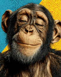 Pop Art Chimpanzee - Zoo Animal Art