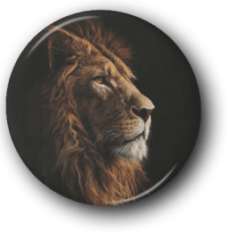 African Lion - Zoo Animals - One Inch Pinback Button