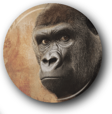 Gorilla Portrait - Zoo Animals - One Inch Pinback Button