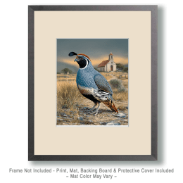 Gambel's Quail Near Adobe Church Art