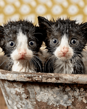 Two Very Unhappy Wet Kitties in a Bathtub