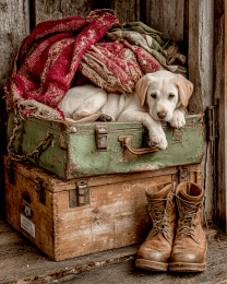 Labrador Puppy Still-Life