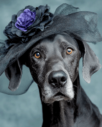 Ms Great Dane's New Hat