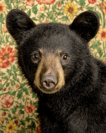 Young Black Bear Portrait