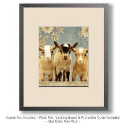 Three Kid Goats