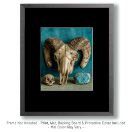 SW Bighorn Ram Skull Art