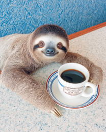 Sloth With Cup of Coffee