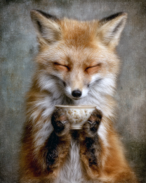 Young Red Fox Having a Cup of Tea
