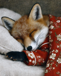 Young Red Fox Asleep