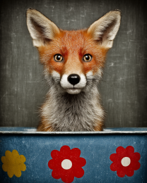 Young Red Fox in Bathtub