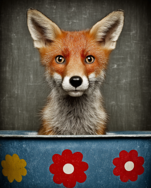 Young Red Fox in Bathtub
