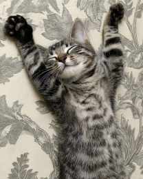 Morning Stretch