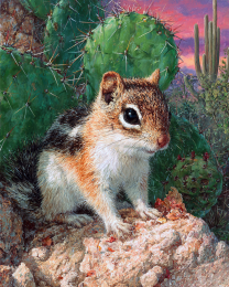 Curious Desert Ground Squirrel