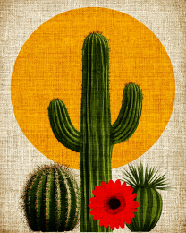 Minimalist Desert Still-Life