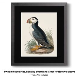 Plucky Puffin Sketch- Study in Watercolor Puffins 1