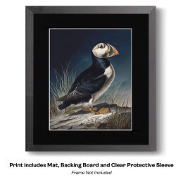 Plucky Puffin Sketch- Study in Waatercolor Puffins 10