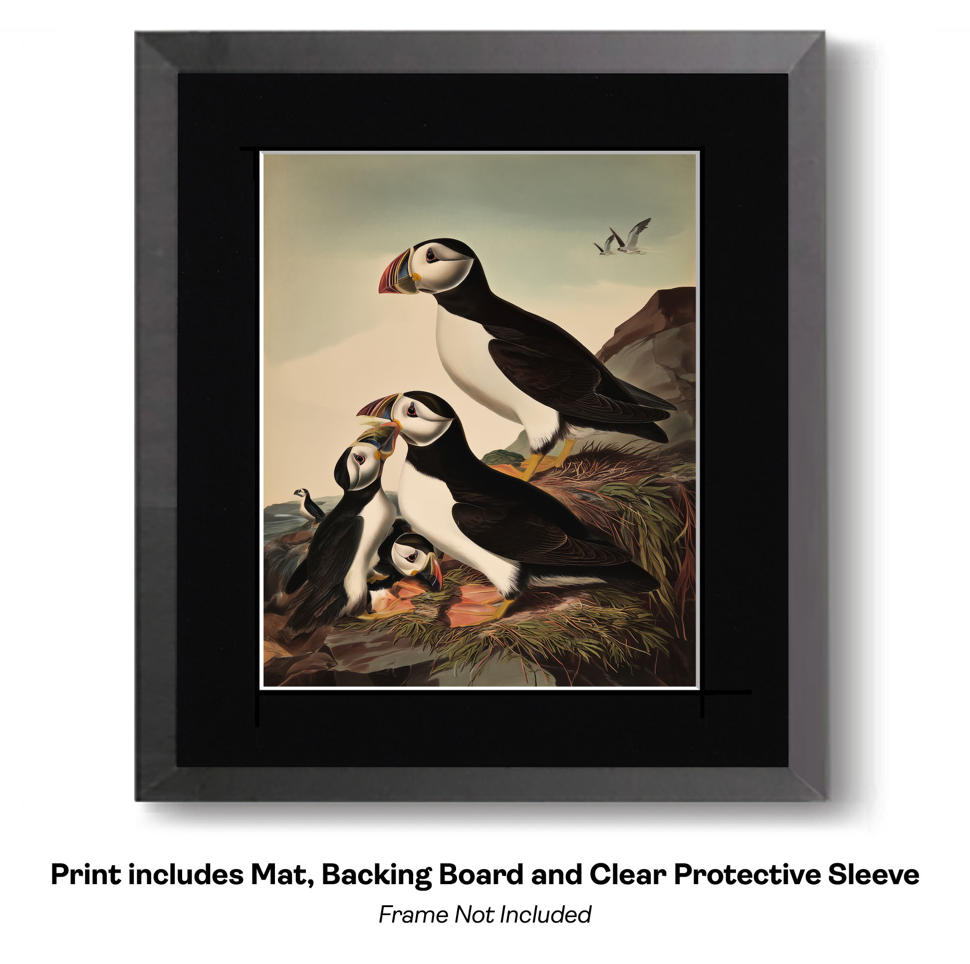 Plucky Puffin Sketch- Study in Watercolor Puffins 4