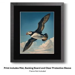 Plucky Puffin Sketch- Study in Watercolor Puffins 6