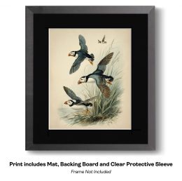 Plucky Puffin Sketch- Study in Waatercolor Puffins 9