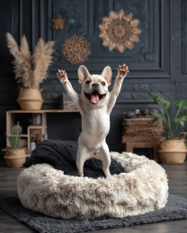 French Bulldog Pup - You're Home!