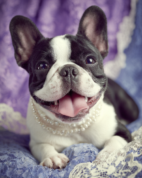 French Bulldog Pup