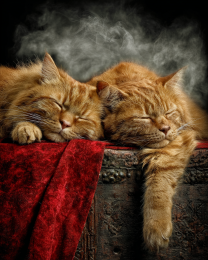 It's Been a Long Day Cats