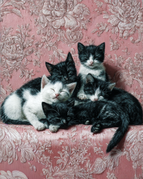A Pile of Sleeping Kittens