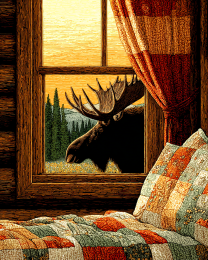 Moose Outside the Window