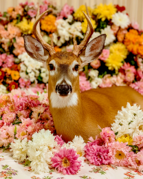 Buck Deer on a Flower Bed